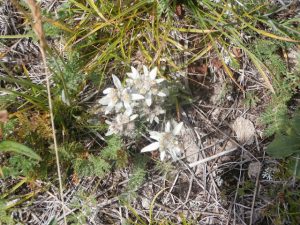Edelweiss Mongolia