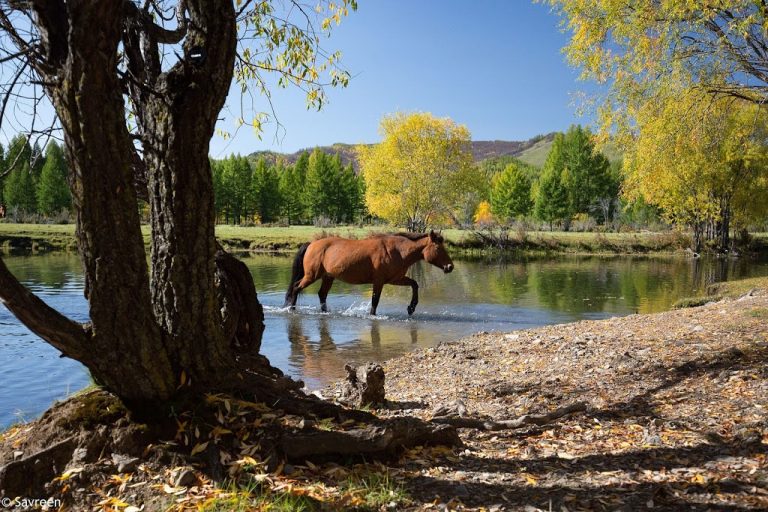 Horse - Gorkhi-Terelj National Park, Mongolia