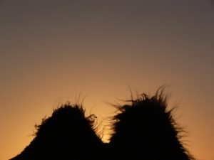 A camel trek can be part of our small group tours to Mongolia