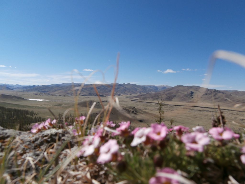 Spring flowers against the backdrop of the Khangai Mountains that dominate Mongolia's Orkhon RIver Valley