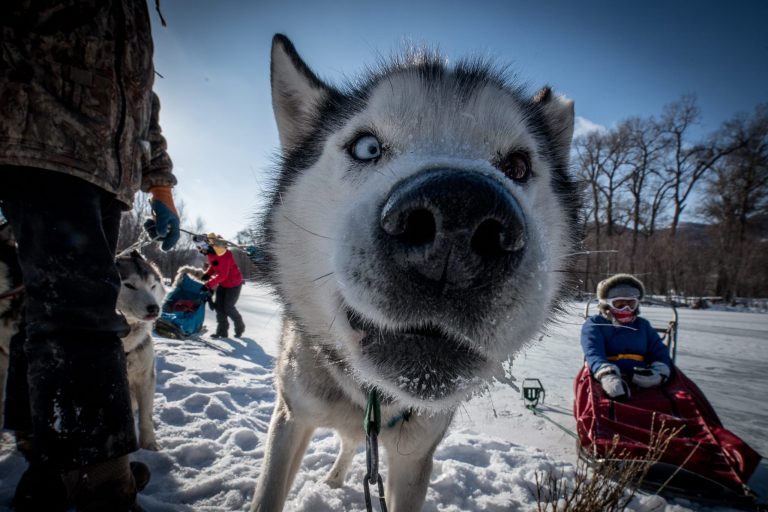 One of the husky dogs used for dog sledding in Mongolia