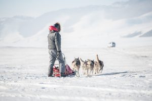 Dog sledding trips in Mongolia is where nature dominates - from the wolf tracks we’ll come across in the snow to the sound of the ice moving on the frozen Tuul and Terelj Rivers. Yes, the word adventure is fashionable and overused in the tourism industry but this really is a true adventure.