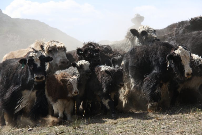 A Mongolian yak herder and yaks - Gobi Gurvan Saikhan National Park
