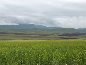 The open steppe environment of Khustain Nuruu National Park in Mongolia