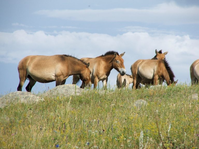 A harem of wild Takhi / Przewalski horse (Equus przewalskii) grazing at Khustain Nuruu National Park in central Mongolia