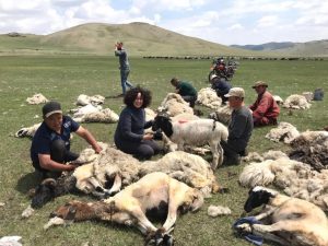 Sheep Shearing Mongolia