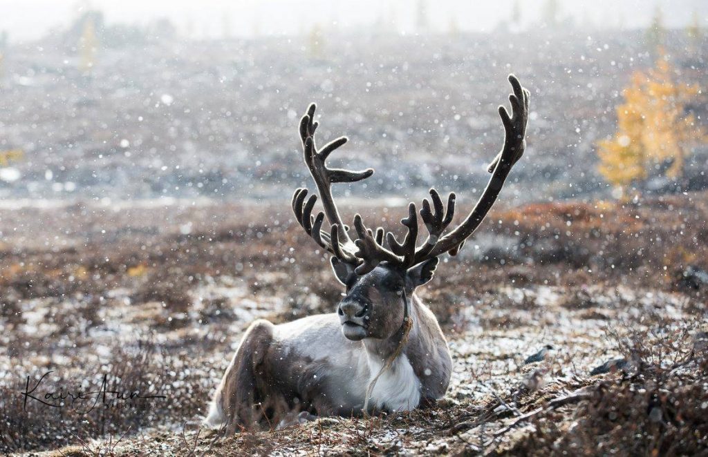A reindeer belonging to Mongolia's Tsaatan reindeer herders. Part of one of our Mongolia winter tours