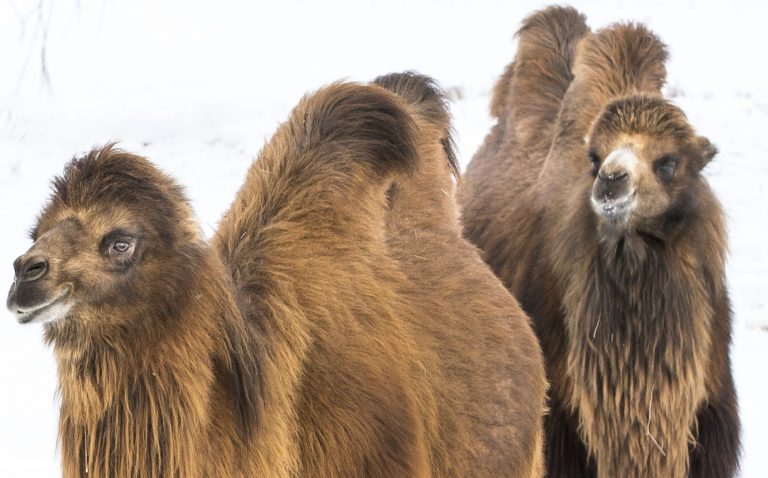 Bactrian camels in snow, Mongolia
