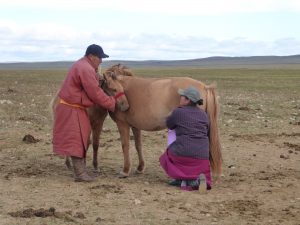 Horse milking in Mongolia