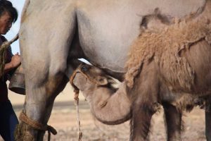 Mongolian Bactrian camels