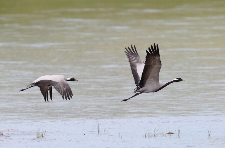 Demoiselle Crane in Mongolia