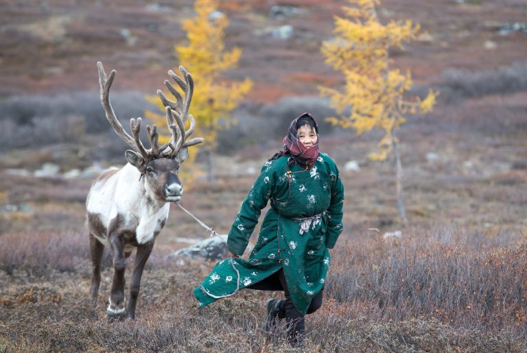 Tsaatan woman and reindeer Mongolia