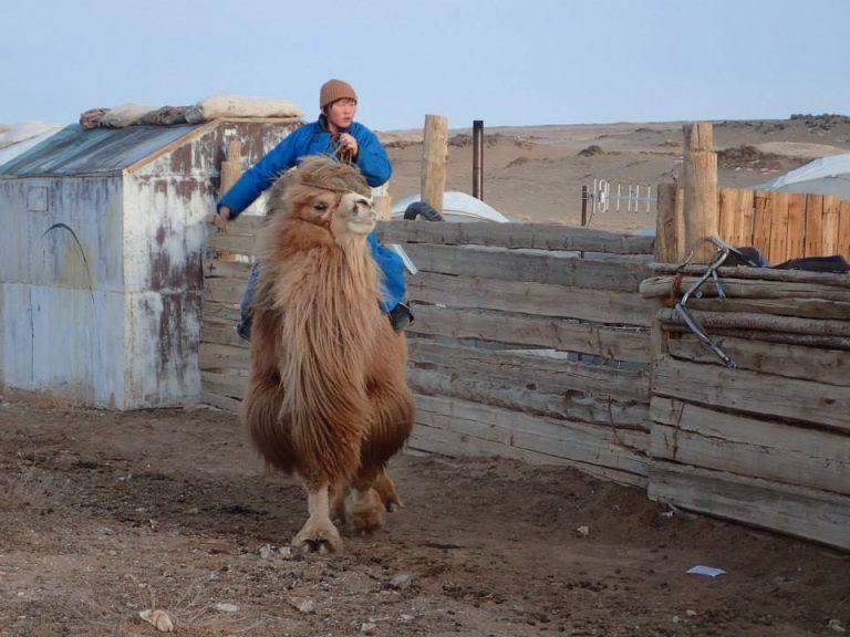 Camel herder Tsagaan Suvraga