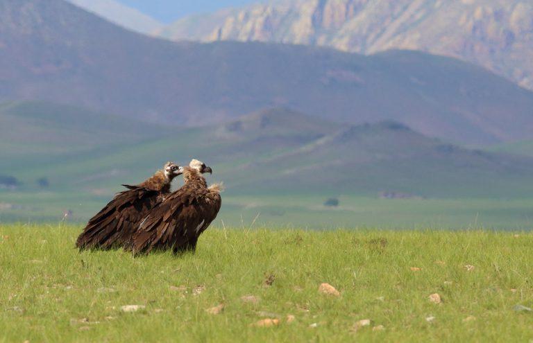 Monk Vulture in Mongolia - nature positive travel with Eternal Landscapes.