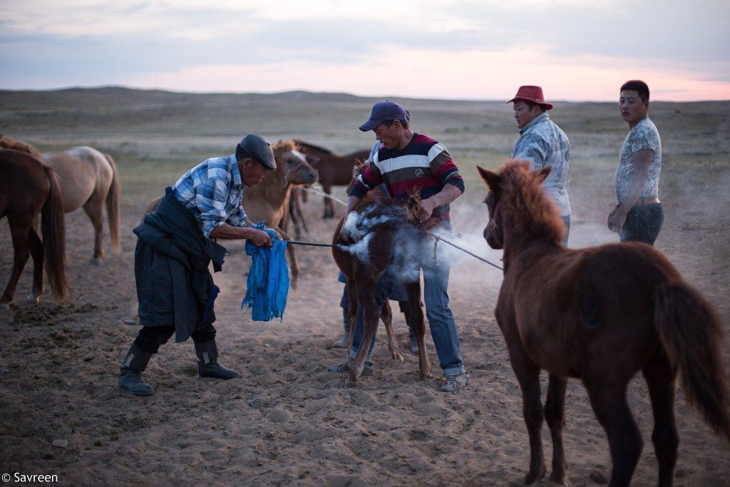 Horse branding in Mongolia