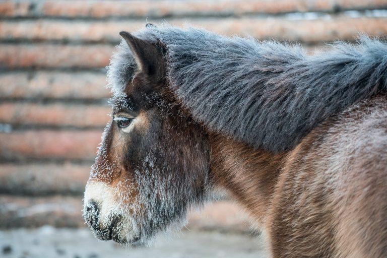 Mongolian horse in winter