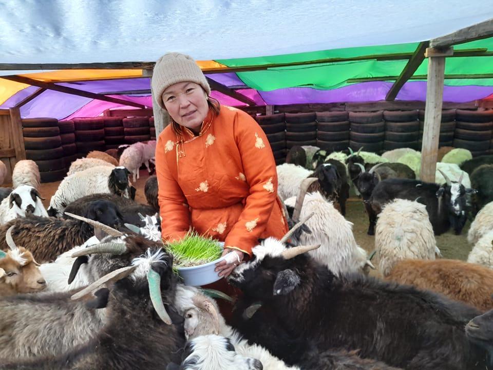 Female herder, with sheep, one of five snouts of Mongolia's herders