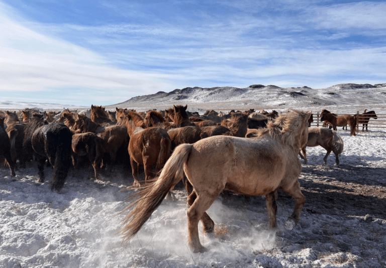 Mongolia's winter horse festival