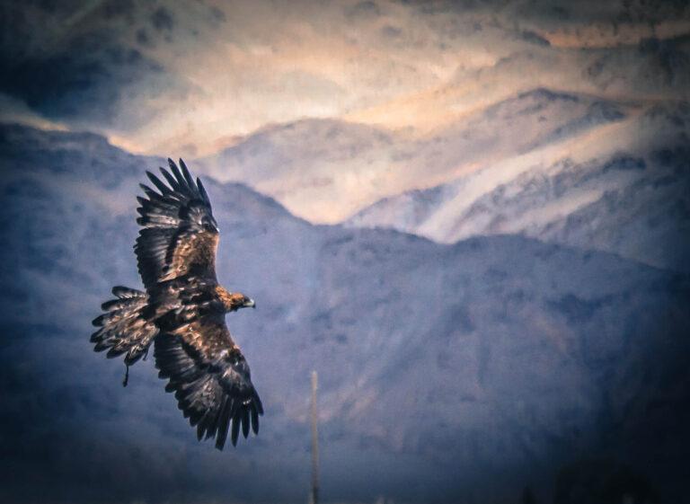 Golden eagle in Western Mongolia