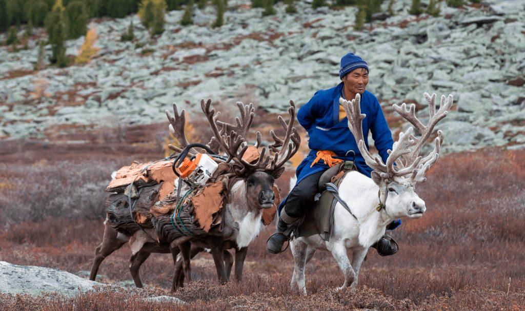 A reindeer herder in Mongolia collecting wood