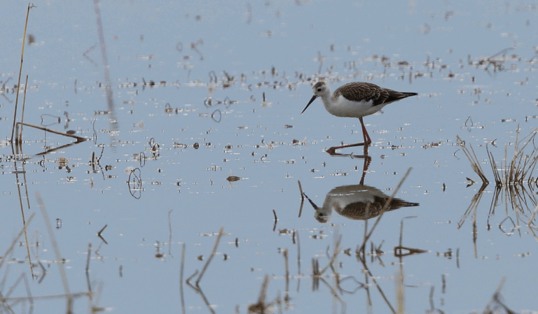 Boontsagaan Nuur in our The Quiet List