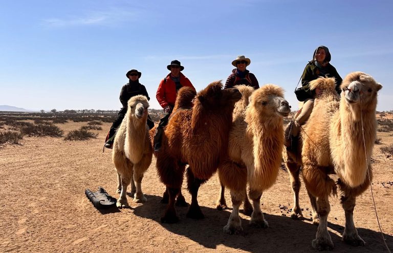 Spring camel ride -2