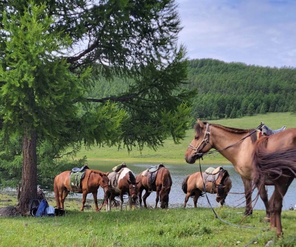 Horses on our Wild Eight Lakes Trails tour