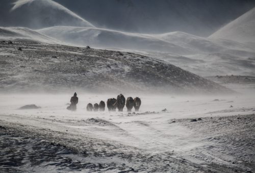 Mongolia experiences four very distinct seasons. Each has its positives and challenges. Winter is one of the most challenging for Mongolia's herders. But, one of the most rewarding as a visitor.