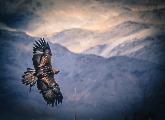 Soaring golden eagle in Mongolia